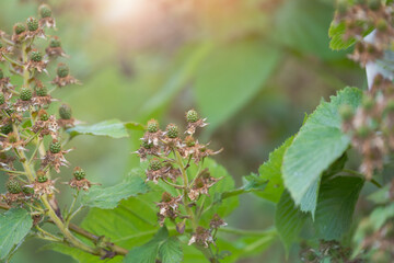 green blackberries ripen on bushes in soft sunlight