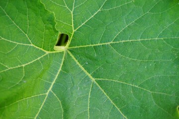Großes grünes Zucchini-Pflanzenblatt im Sommer