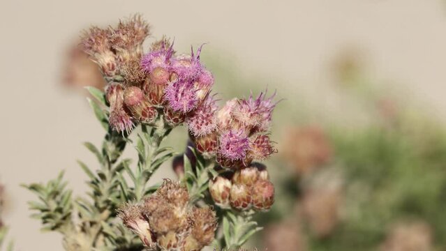 Pink flowering terminal racemose disciform head inflorescences of Pluchea Sericea, Asteraceae, native perennial monoecious evergreen shrub in Death Valley, Northern Mojave Desert, Springtime.