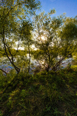 Fototapeta premium Pond with neighboring trees bathed in afternoon summer sunlight, Ohio