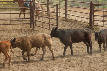 Ranch Cowboy Horse Riding & Livestock