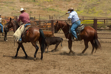 Ranch Cowboy Horse Riding & Livestock