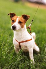 Portrait of trained purebred Jack Russel Terrier dog outdoors in the leash on green grass meadow, ...