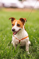 Portrait of trained purebred Jack Russel Terrier dog outdoors in the leash on green grass meadow,  summer day discovers the world looking aside stick out, smiling waiting for command, good friend