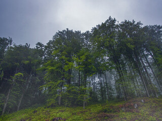 Morning mist in the mountains. A forest in which you want to stay for meditation and self-knowledge
