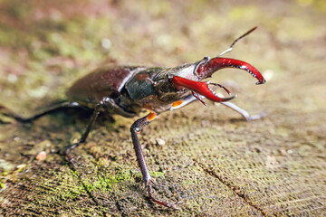 Male stag beetle Lucanus cervus sitting on a tree stump in the forest