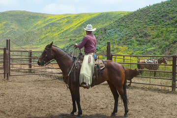 Ranch Cowboy Horse Riding & Livestock