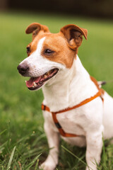 Portrait of trained purebred Jack Russel Terrier dog outdoors in the leash sits, green grass meadow,  summer day discovers the world looking aside stick out, smiling waiting for command, good friend