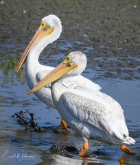 Fototapeta na wymiar Pelicans stomping in the mud