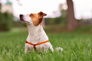 Portrait of trained purebred Jack Russel Terrier dog outdoors in the nature on green grass meadow,  summer day discovers the world looking aside stick out, smiling waiting for command, good friend