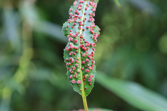 Disease of Salix leaves close-up. Damage to gall mites. Aculus tetanothrix. Sick leaf of willow infected with mite Eriophyidae. Plant parasites.The concept of protection nature. Soft focus