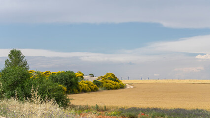 Yellow landscape in the middle of summer where the lack of rainfall leaves the field with a dry yellow tone, some bushes can also be seen in the left margin of the photo. Brihuega, Spain