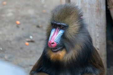 Obraz premium Mandrill Affe