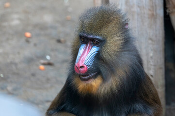 Mandrill Affe