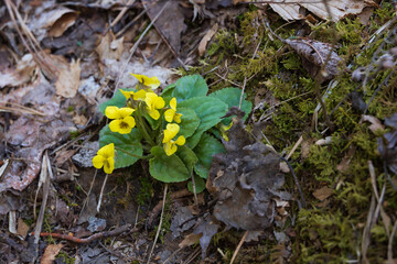 Yellow Violets wildflowers