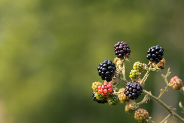 Blackberries (Rubus fruticosus) growing in the wild, blurred background