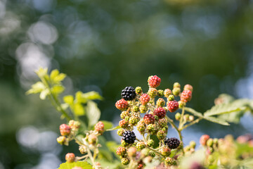 Ripe, ripened and unripe blackberries (Rubus fruticosus) growing in the wild under the summer sun