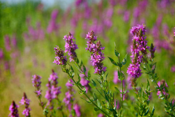 Purple flowers growing in the field.