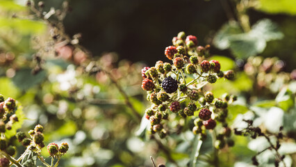 Ripe, ripened and unripe blackberries (Rubus fruticosus) in summer