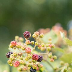 Ripened and unripe blackberries (Rubus fruticosus) growing in the wild under the summer afternoon sun, blurred background