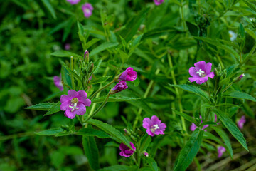 Fototapeta premium Pink flower of hoary or smallflower hairy willowher plant, Epilobium parviflorum