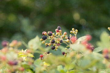 Ripe, ripened and unripe blackberries (Rubus fruticosus) growing in the wild, blurred background