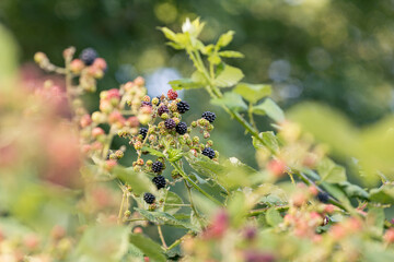Ripe, ripened and unripe blackberries (Rubus fruticosus) growing in the wild under the summer afternoon sun