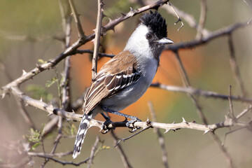 Silvery-cheeked Antshrike (Sakesphoroides cristatus) male, isolated, perched on a thorny branch