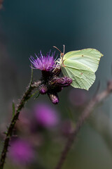 motyl na fioletowych kwiatach ciemne tło bokeh