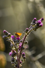 kwiaty motyl pomarańczowy tło bokeh © Colorful Soul