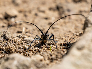 insekt robak na piasku patrzy wprost z dużymi długimi czułkami