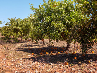 orange tree in the garden and oranges lying on the ground