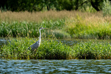 ptak szary czapla siwa stoi w wodzie jeziora na tle zielonych traw