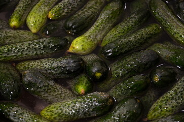 Background of cucumbers lying in the water.