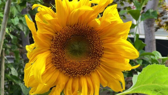 4K HD video zooming in on bee collecting pollen on newly blooming giant sunflower
