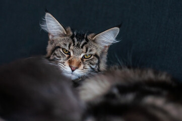 Main Coon