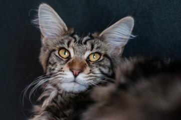 Main Coon
