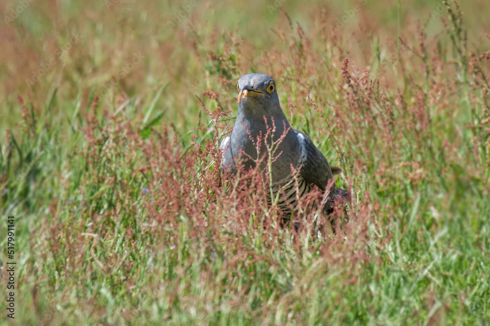 Aufkleber a common cuckoo is standing in long grass with a worm in its beak