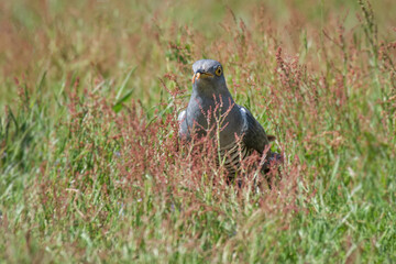 A common cuckoo is standing in long grass with a worm in its beak