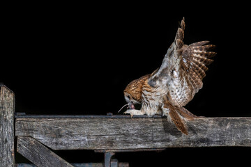 Taken at night using flash is a tawny owl landing on a wooden gate with its prey. the owls wings...