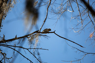 Male Downy Woodpecker Calling from Its Perch