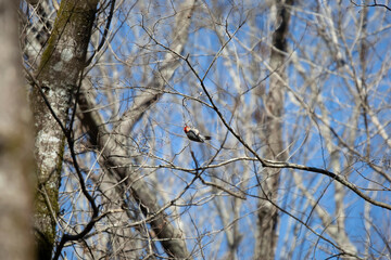 Red-Bellied Woodpecker Foraging Upside Down