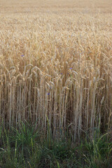 Weizenfeld, golden, erntereif. Diese Weizensorte hat kurze, kräftige Halme. Einige kleine...