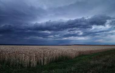 Zboże i burza nad polami.