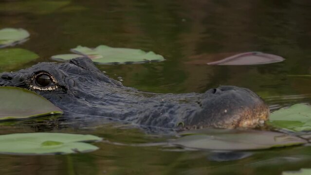 an extreme close shot of an american alligator approaching at the everglades national park of florida, usa