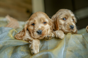 Four Cocker Spaniel puppies are sitting in a basket in the house. Love for dogs
