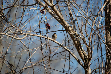 Curious Savannah Sparrow