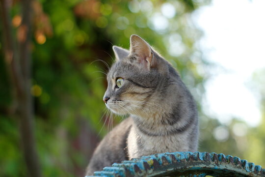 Cat near the iron wheel