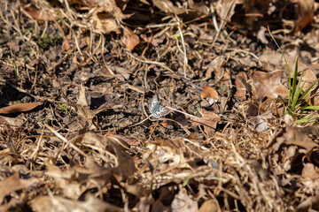 Common or Checkered White Skipper