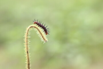 caterpillar on a leaf